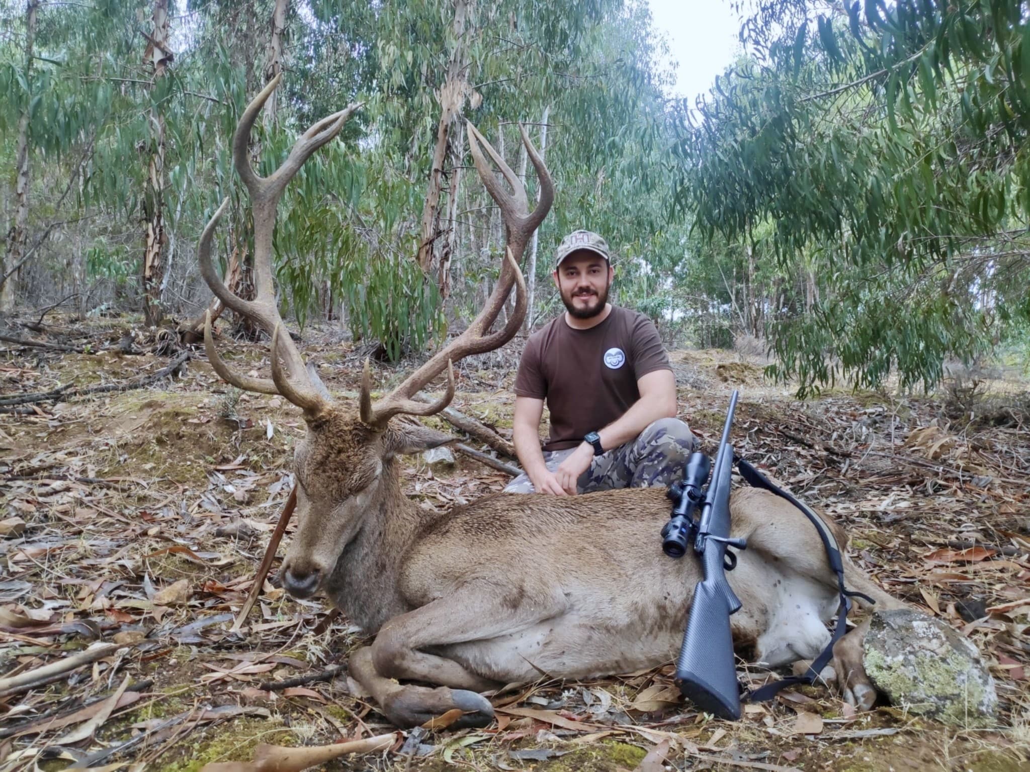 Cerf