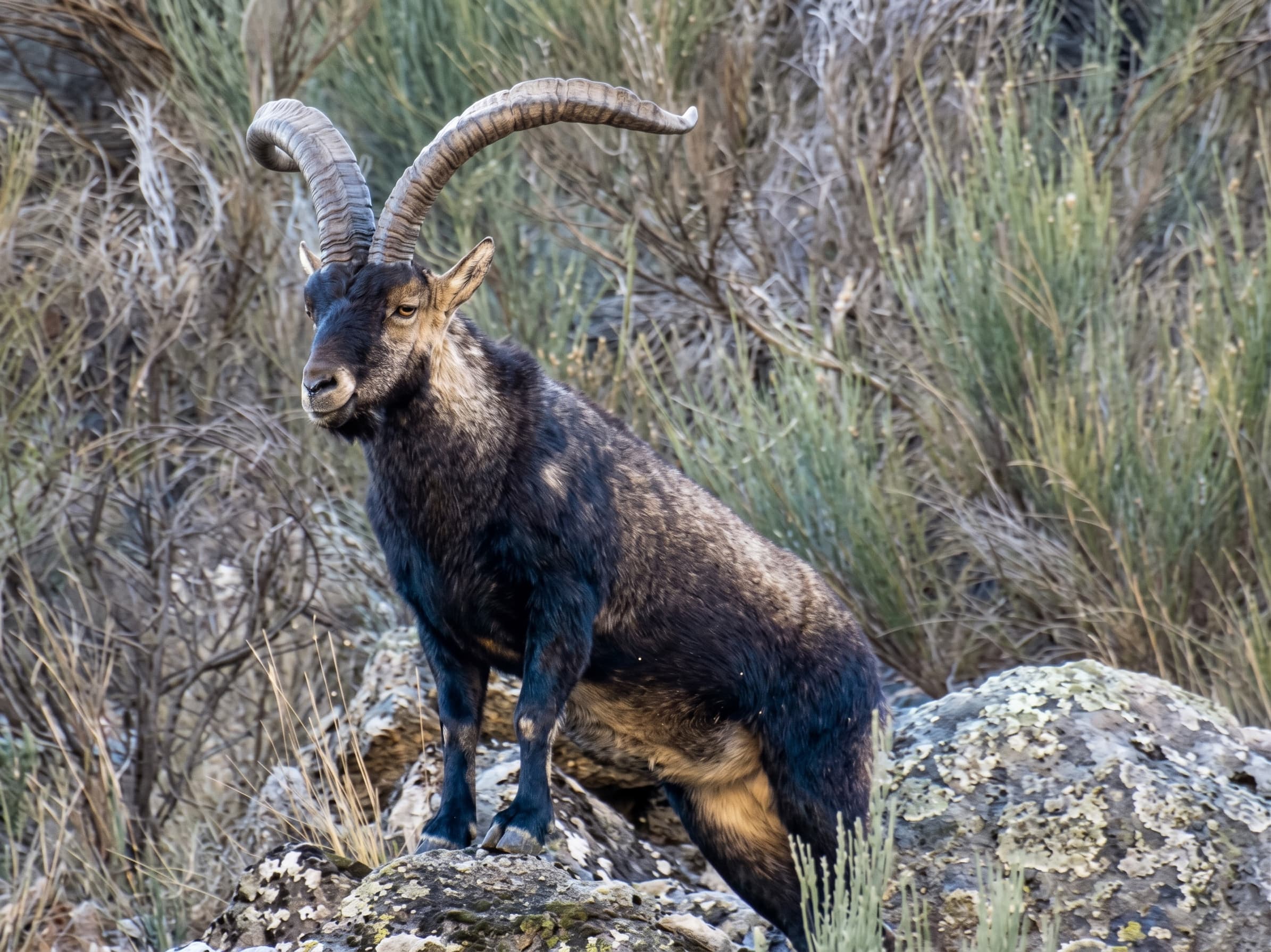 Ibex espagnol