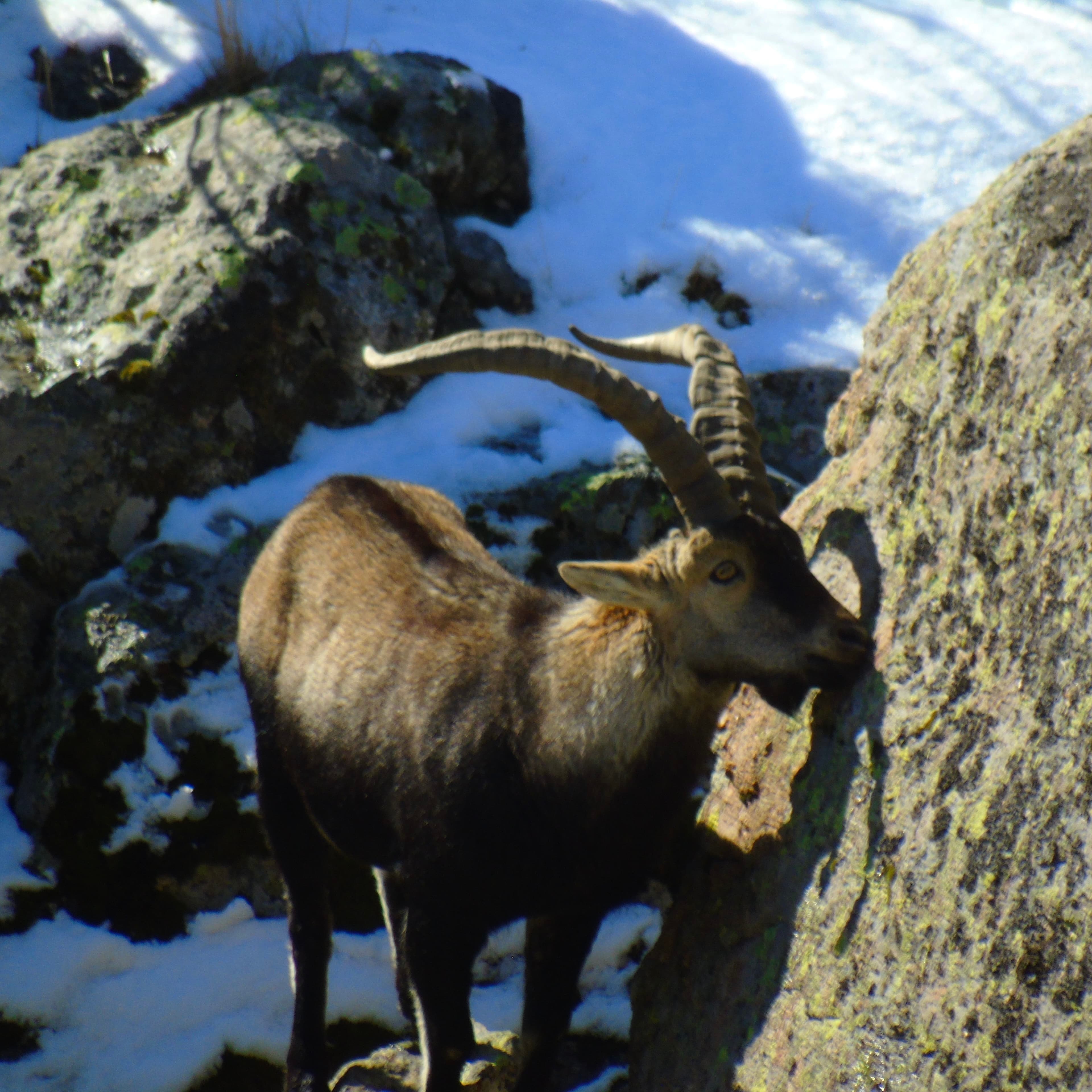 Chasse en Espagne