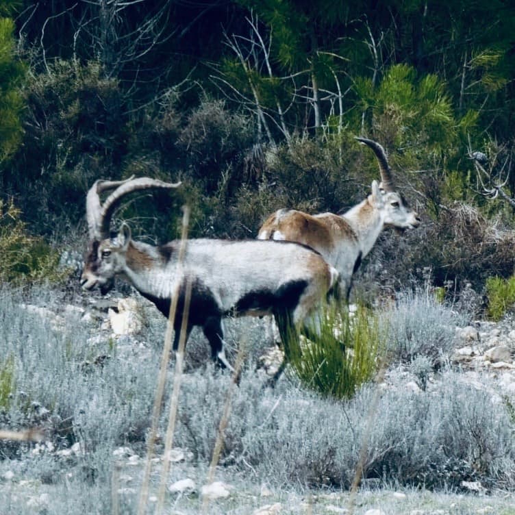 Chasse en Espagne