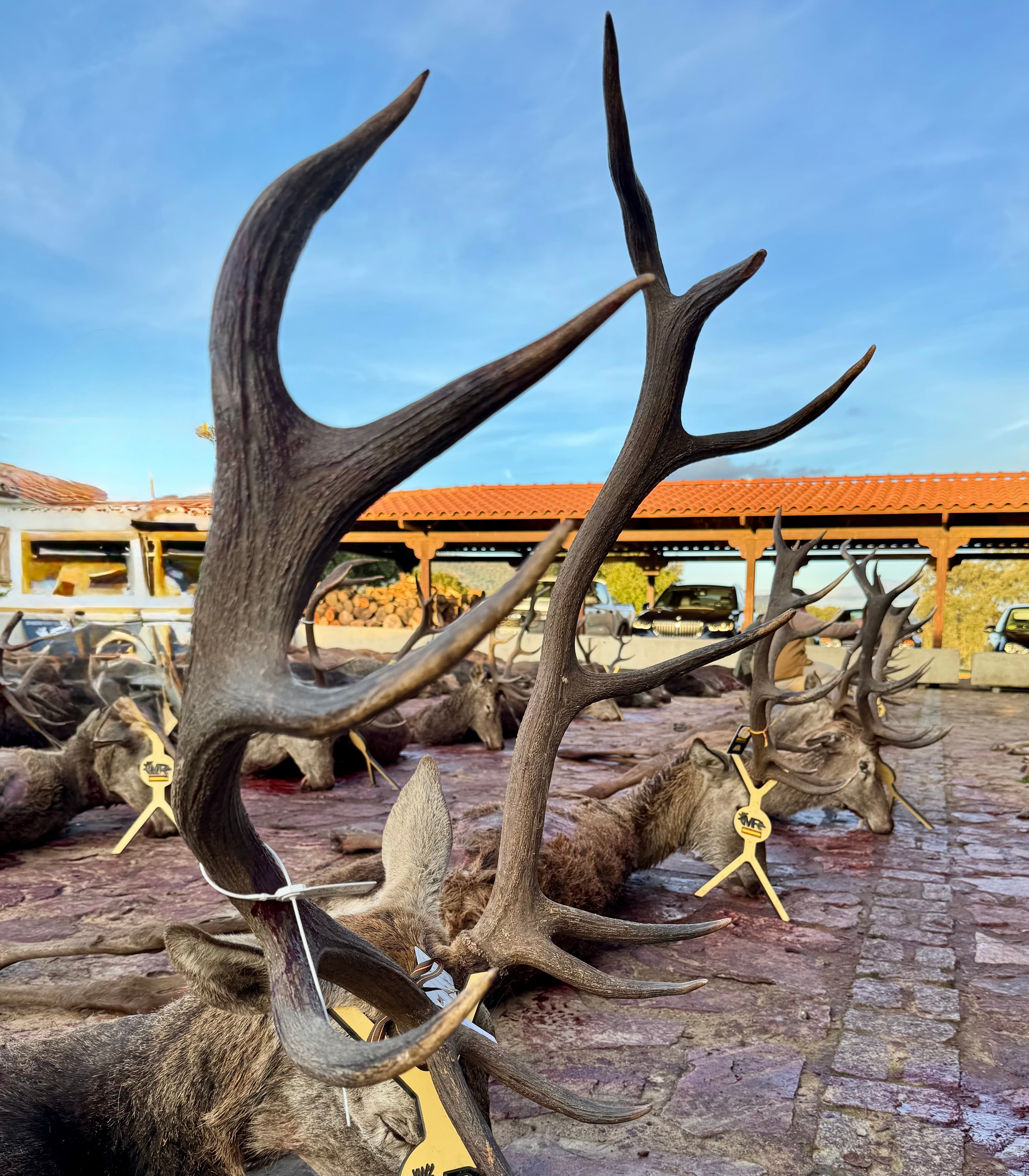 Chasse en Espagne