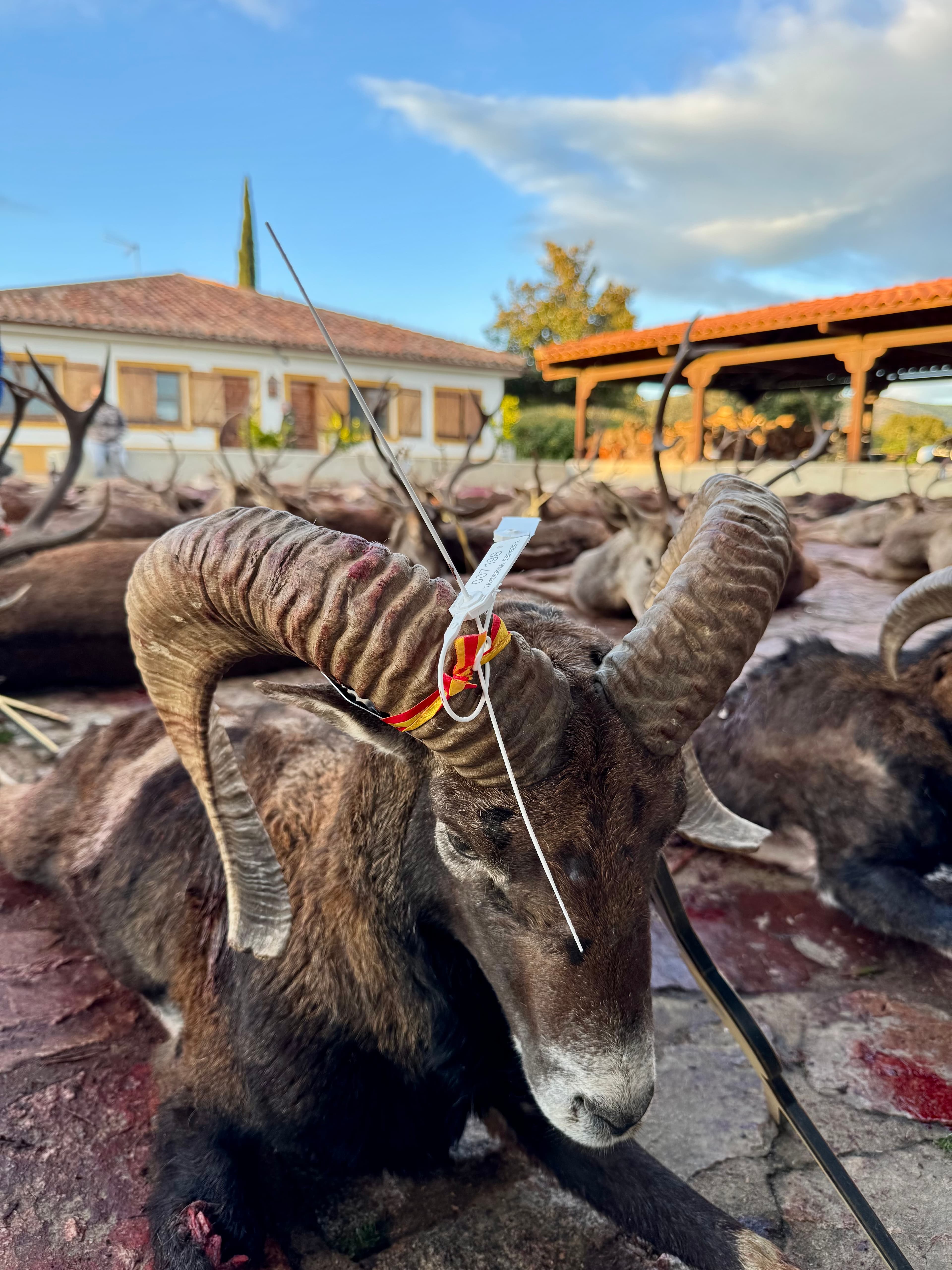 Chasse en Espagne