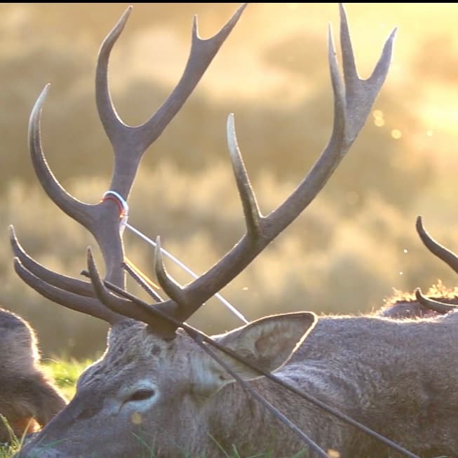 Chasse en Espagne