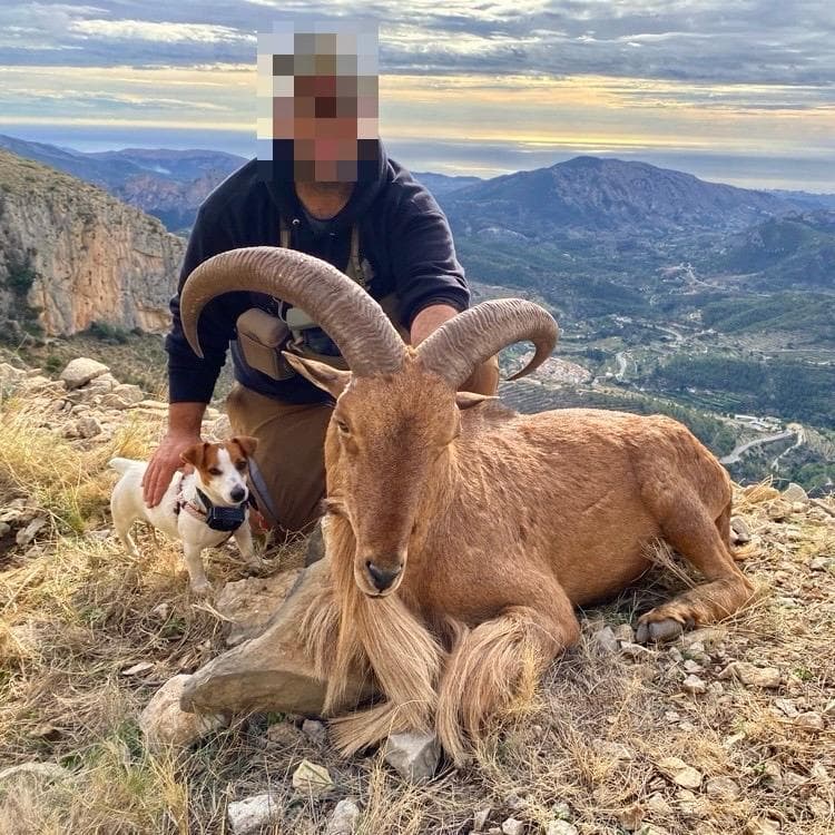 Mouflon à manchettes