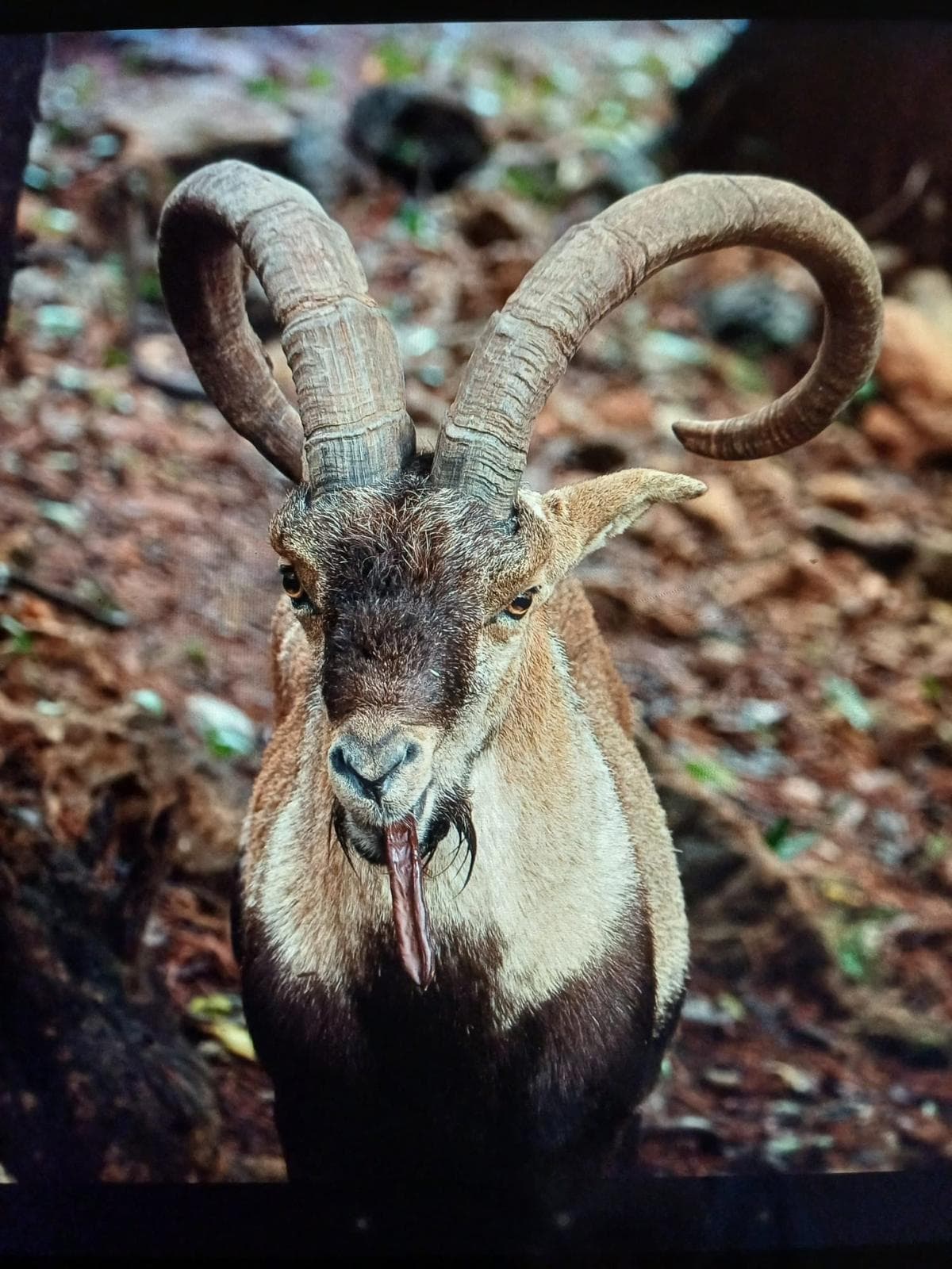 Ibex espagnol