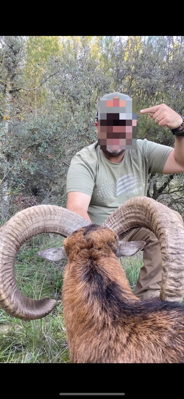 Mouflon