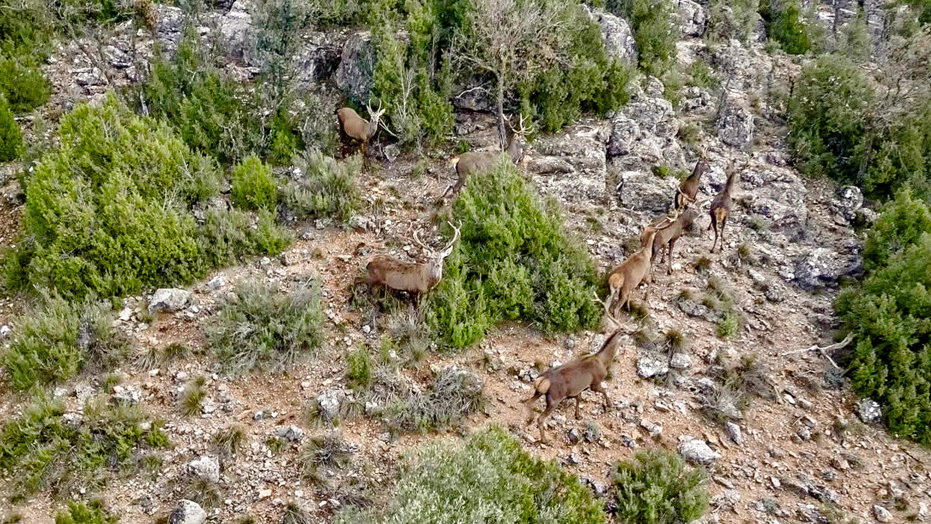 Paysage de chasse espagnol